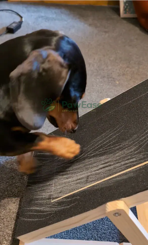 Dog scratching NailEase board at home