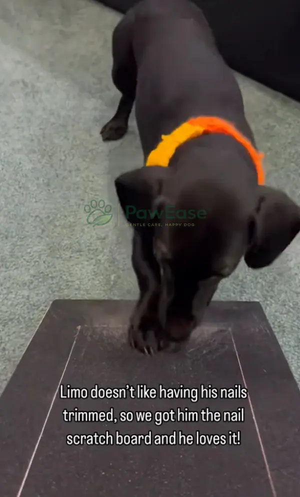 Black dog using NailEase nail scratch board