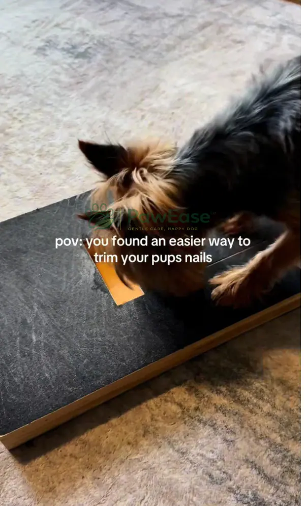 Small dog using NailEase scratch board for nail care