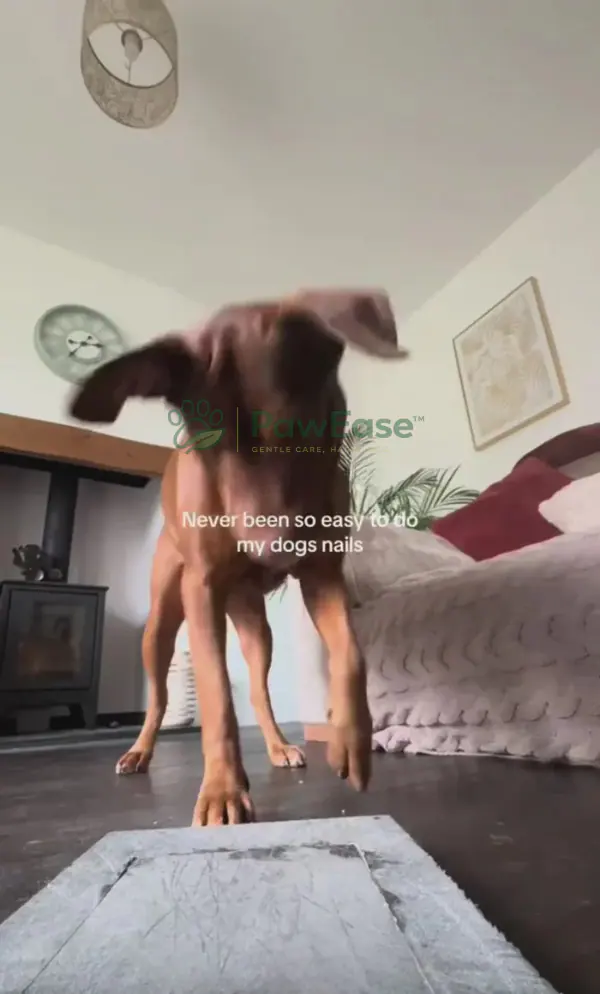 Dog stepping onto NailEase scratch pad